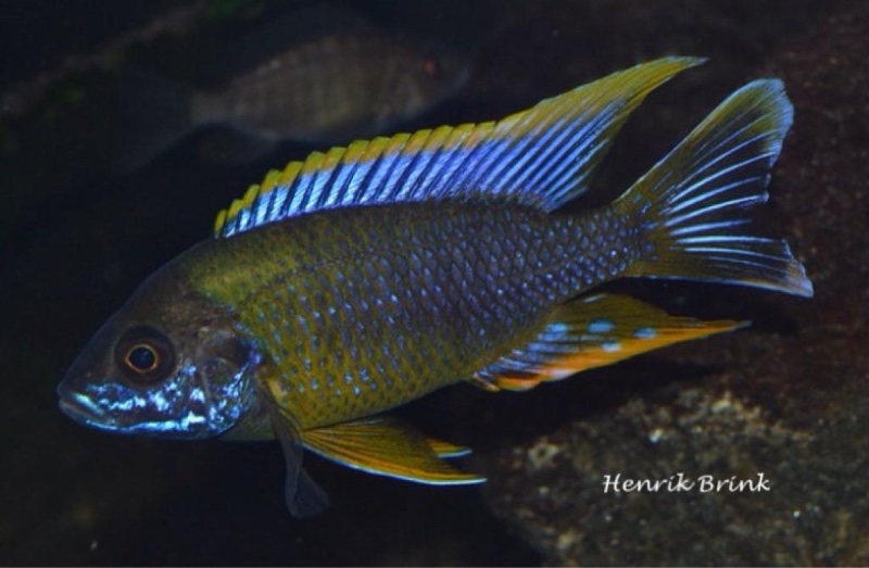 Aulonocara sp. 'lwanda' Chiwindi